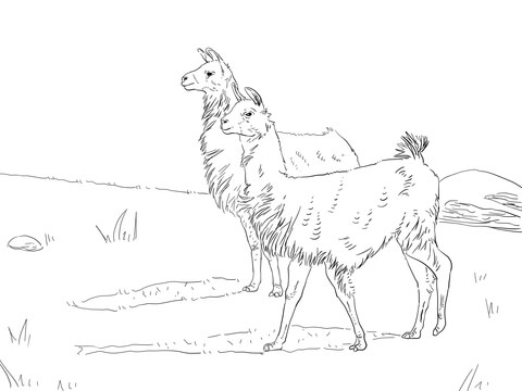 Two Llamas Coloring Page